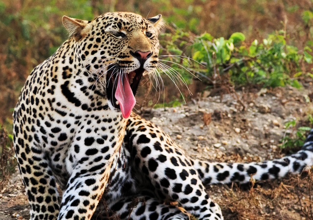 Foto Gepard